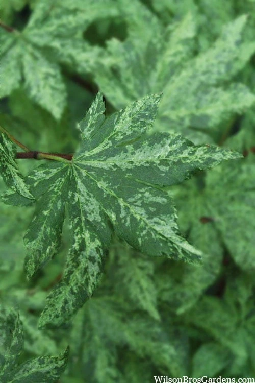 Kumoi Nishiki Japanese Full Moon Maple - 3 Gallon Pot - Image 7