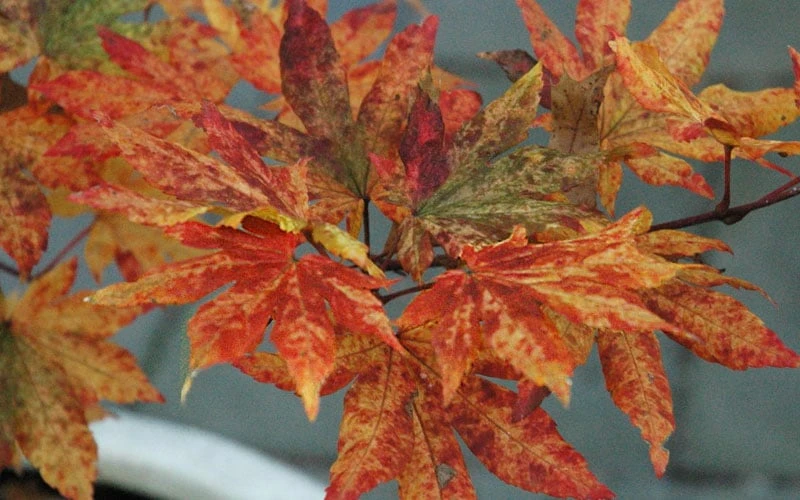 Kumoi Nishiki Japanese Full Moon Maple - 3 Gallon Pot - Image 9