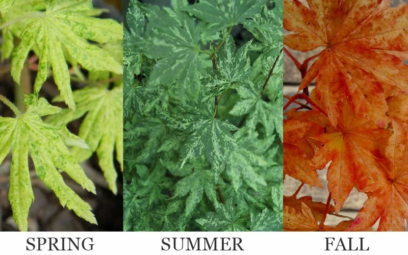 Kumoi Nishiki Japanese Full Moon Maple - 3 Gallon Pot - Image 5