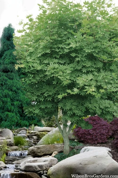 Kumoi Nishiki Japanese Full Moon Maple - 3 Gallon Pot - Image 4