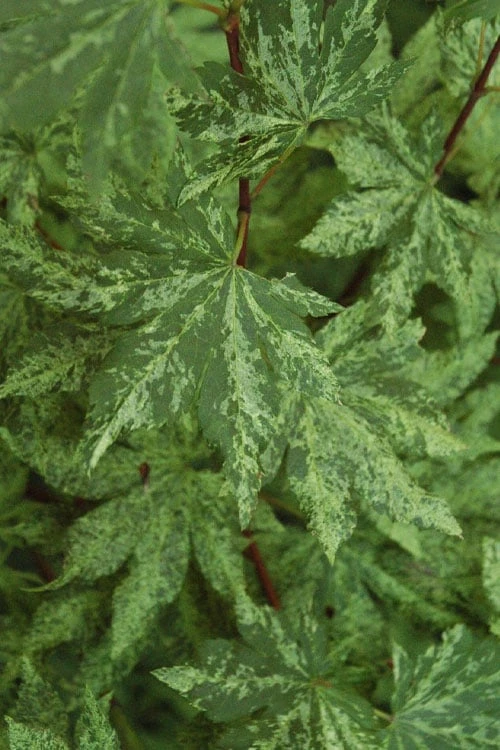 Kumoi Nishiki Japanese Full Moon Maple - 3 Gallon Pot - Image 10