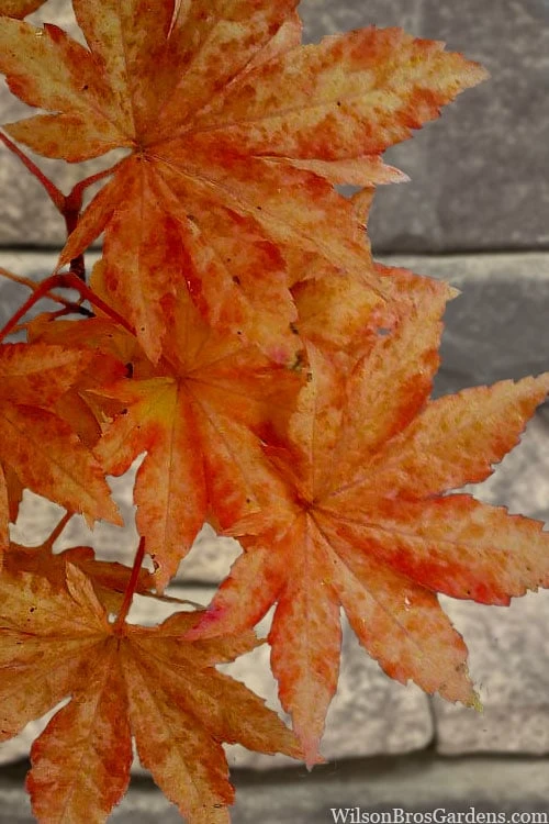 Kumoi Nishiki Japanese Full Moon Maple - 3 Gallon Pot - Image 8