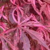 Lileeanne's Jewel Pink Leaf Japanese Maple - 3 Gallon Pot