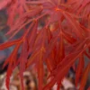 Lionheart Japanese Maple - 5 Gallon Pot
