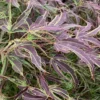 Manyo No Sato Purple Leaf Japanese Maple - 5 Gallon Pot