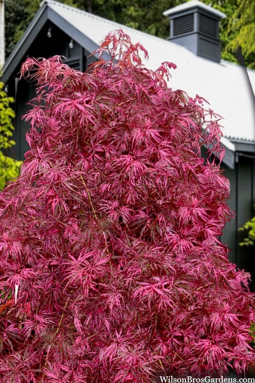 Pink Ballerina Japanese Maple - 3 Gallon Pot