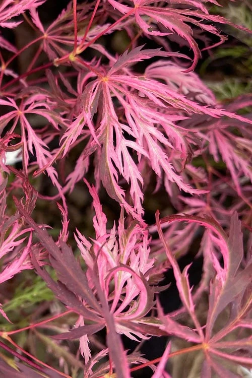 Pink Ballerina Japanese Maple - 3 Gallon Pot - Image 4