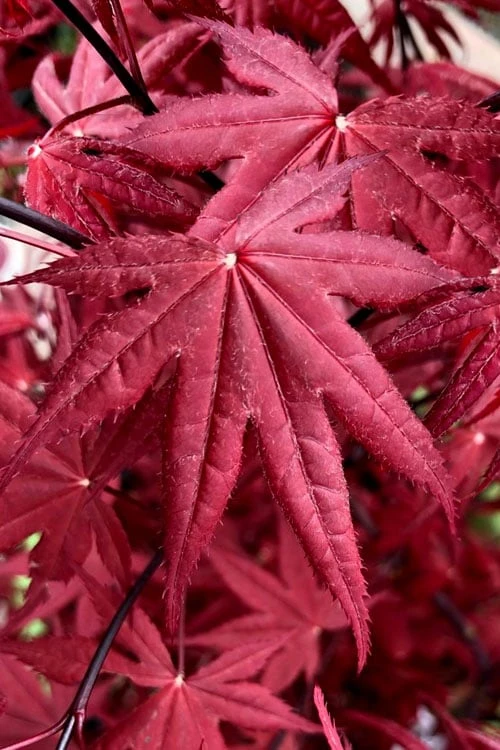 Rhode Island Red Japanese Maple - 3 Gallon Pot - Image 6