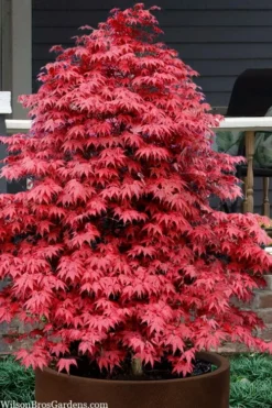 Rhode Island Red Japanese Maple - 3 Gallon Pot