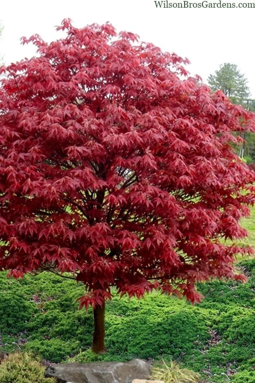 Rhode Island Red Japanese Maple - 3 Gallon Pot - Image 4