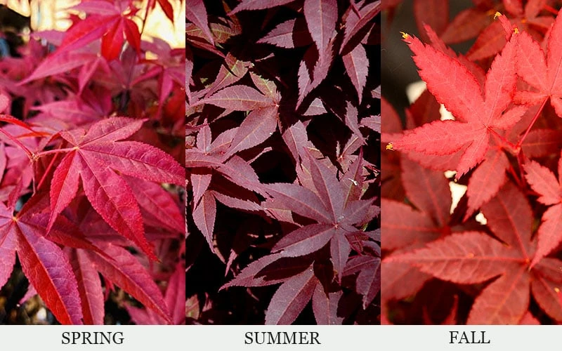 Rhode Island Red Japanese Maple - 3 Gallon Pot - Image 5