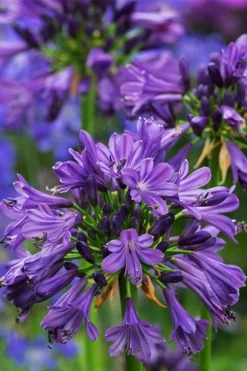 Purple Delight Agapanthus (Lily Of The Nile) - 2 Gallon Pot