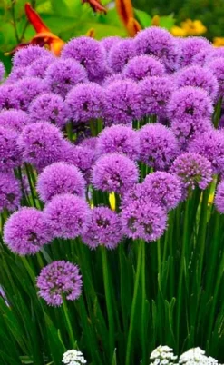 Millenium Allium (Ornamental Onion) - 6 Pack Of 1 Gallon Pots