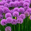 Millenium Allium (Ornamental Onion) - 1 Gallon Pot