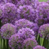 Serendipity Allium (Ornamental Onion) - 1 Gallon Pot