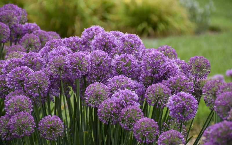 Serendipity Allium (Ornamental Onion) - 1 Gallon Pot - Image 5