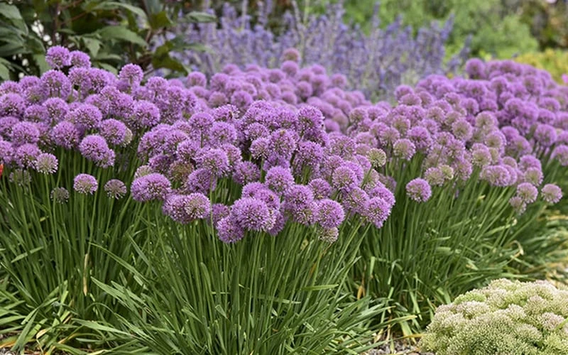 Serendipity Allium (Ornamental Onion) - 1 Gallon Pot - Image 6
