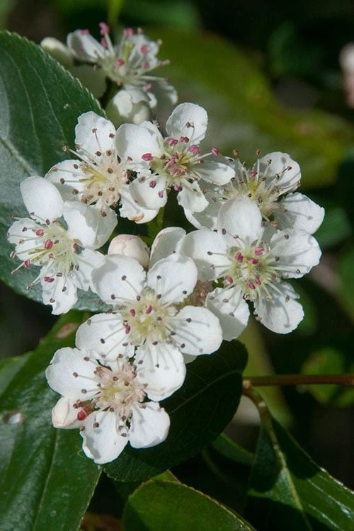 Red Chokeberry (Aronia Arbutifolia) - 3 Pack Of 1.5 Quart Pots - Image 4