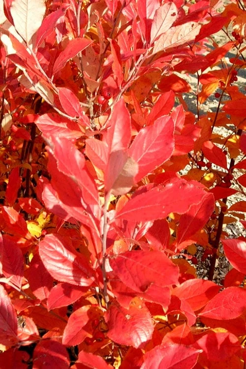 Red Chokeberry (Aronia Arbutifolia) - 1 Gallon Pot - Image 6