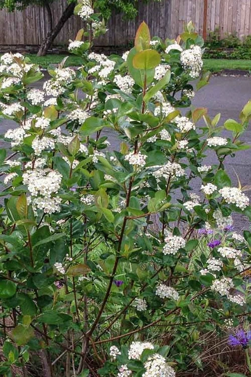 Red Chokeberry (Aronia Arbutifolia) - 3 Pack Of 1.5 Quart Pots - Image 5
