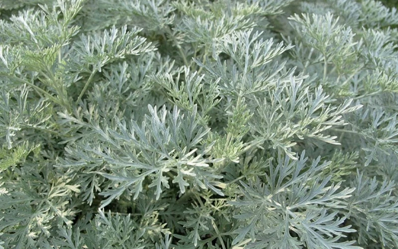 Powis Castle Artemisia - 1 Gallon Pot - Image 6