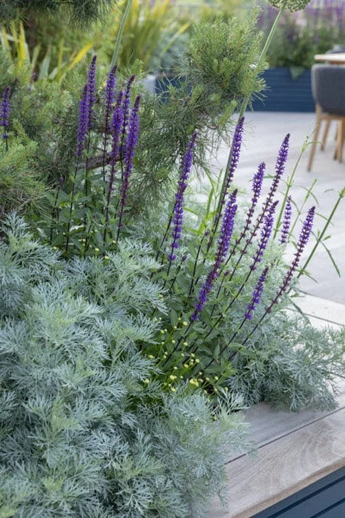 Powis Castle Artemisia - 1 Gallon Pot - Image 8