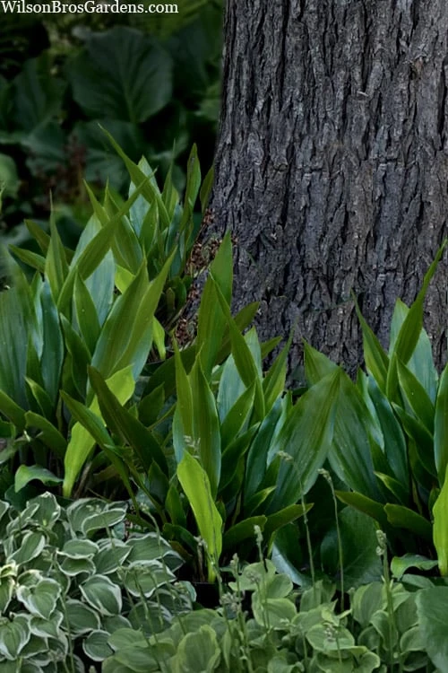 Tiny Tank Dwarf Cast Iron Plant - 3 Gallon Pot - Image 5