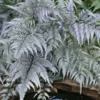 Japanese Painted Fern - 10 Count Flat Of Quart Pots