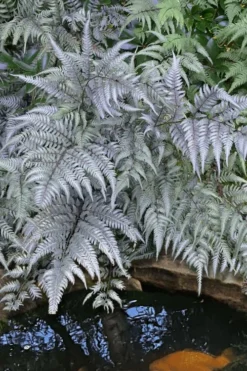 Japanese Painted Fern - 10 Count Flat Of Quart Pots