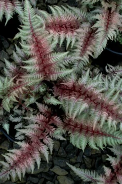 Regal Red Japanese Painted Fern - 3 Gallon Pot