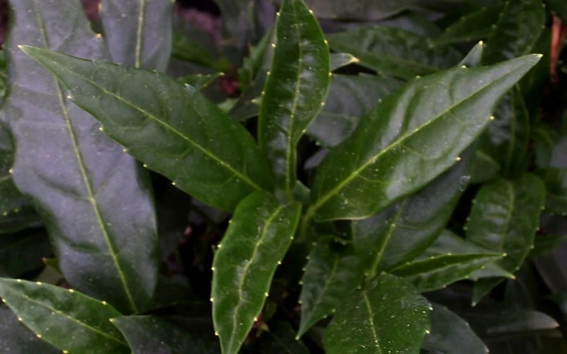 Dwarf Green Aucuba - Japanese Laurel - 1 Gallon Pot - Image 4