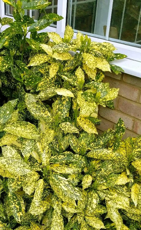 Golden King Aucuba (Male) - 3 Gallon Pot - Image 4