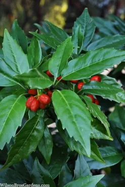 Sawtoothed Aucuba Serratifolia - 1 Gallon Pot