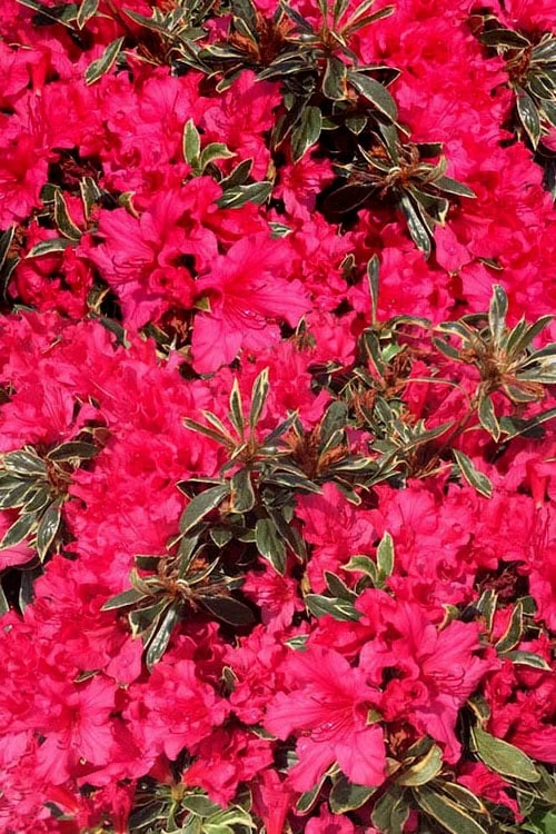 Arctic Rose Azalea - 3 Gallon Pot - Image 6
