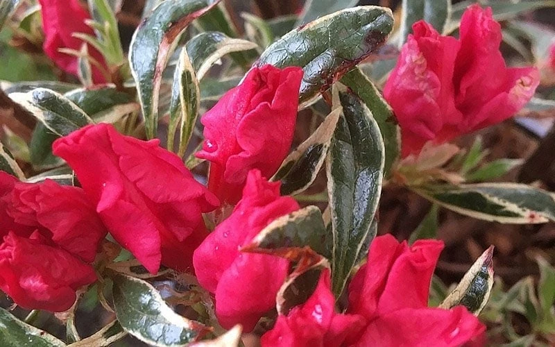 Arctic Rose Azalea - 3 Gallon Pot - Image 5