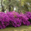 Formosa Southern Indica Azalea - 1 Gallon Pot