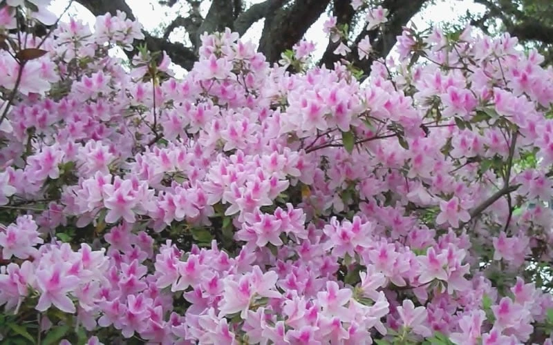 George L. Taber Southern Indica Azalea - 7 Gallon Pot - Image 5