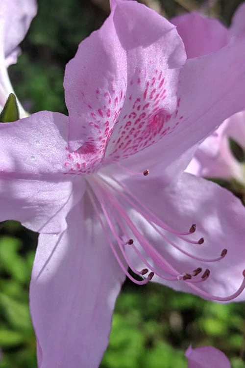 Gulf Pride Fragrant Southern Indica Azalea - 1 Gallon Pot - Image 5