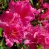 Michaele Lux Azalea - 1 Gallon Pot