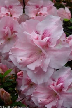 Nancy Of Robin Hill Azalea - 3 Gallon Pot