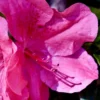 Pink Formosa Azalea - 6 Pack Of 1 Gallon Pots