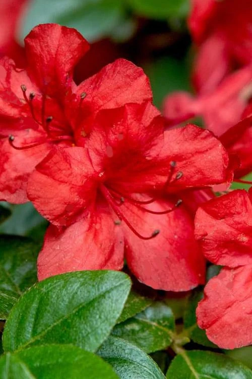 Stewartstonian Azalea - 1 Gallon Pot - Image 4