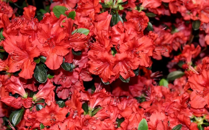 Stewartstonian Azalea - 1 Gallon Pot - Image 9