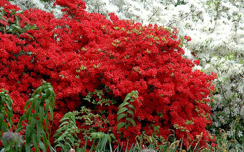 Stewartstonian Azalea - 1 Gallon Pot - Image 5