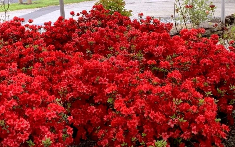 Stewartstonian Azalea - 1 Gallon Pot - Image 6