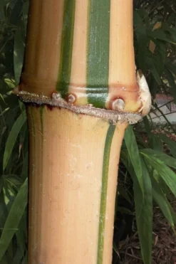 Golden Square Stem Bamboo (Chimonobambusa Quadrangularis 'Suow') - 5 Gallon Pot