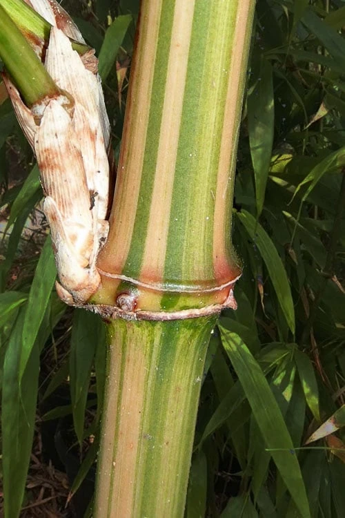 Golden Square Stem Bamboo (Chimonobambusa Quadrangularis 'Suow') - 5 Gallon Pot - Image 4