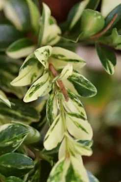 Golden Weeping Boxwood (Buxus Sempervirens 'Aurea Pendula') - 1 Gallon Pot