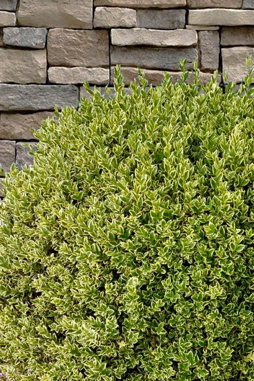 Variegated Boxwood (Buxus Sempervirens 'Aureovariegata') - 2 Gallon Pot - SALE - Image 7