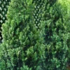 Green Tower Boxwood - 2 Gallon Pot